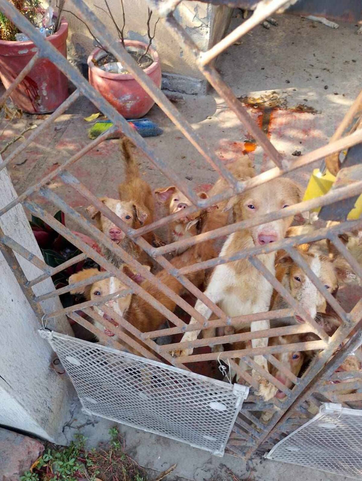 Varios perros se encuentran en una casa. // Foto: Cortesía.