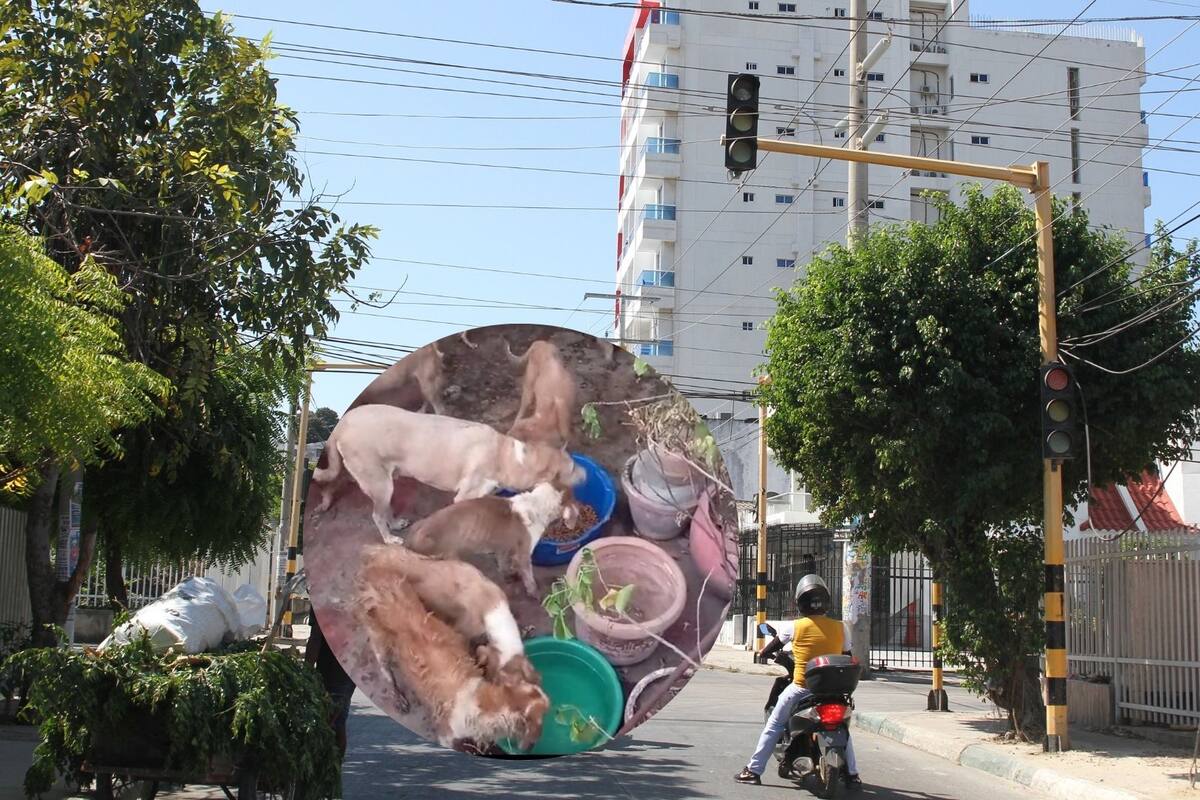 Más de 50 perros abandonados en casa del Barrio España, vecinos alertan