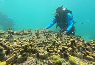 Este es el proyecto que realizan en Barú para restaurar corales marinos
