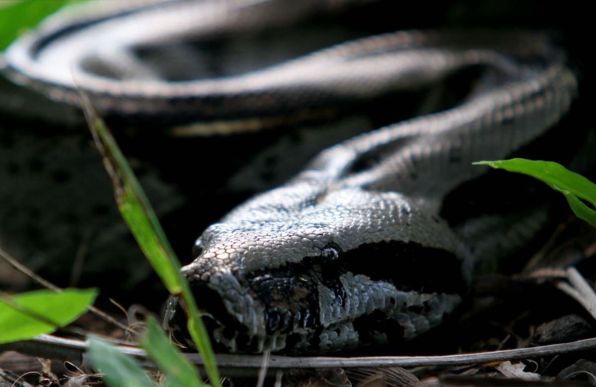 Imagen de referencia de una serpiente boa. // Foto: Colprensa