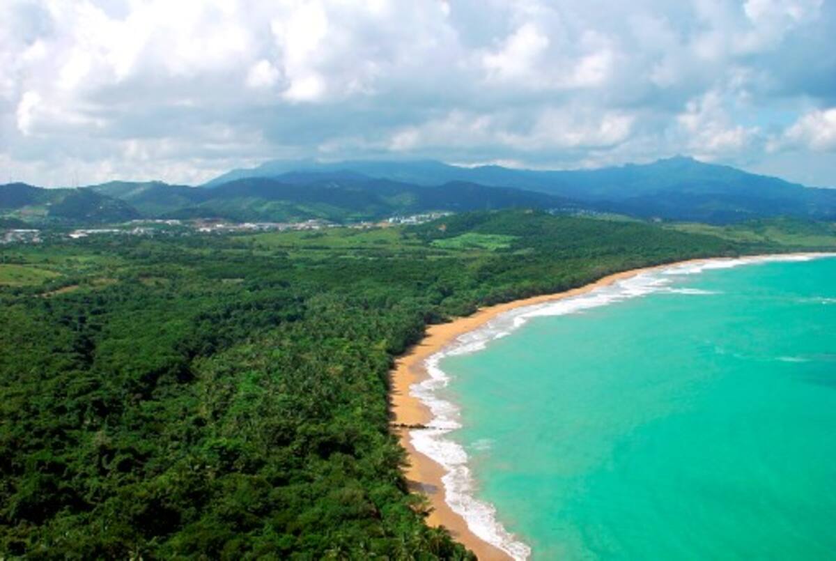 La Secretaría del Foro de las Naciones Unidas sobre los Bosques (FNUB) será el centro de coordinación designado para la puesta en práctica del Año Internacional de los Bosques. ARCHIVO