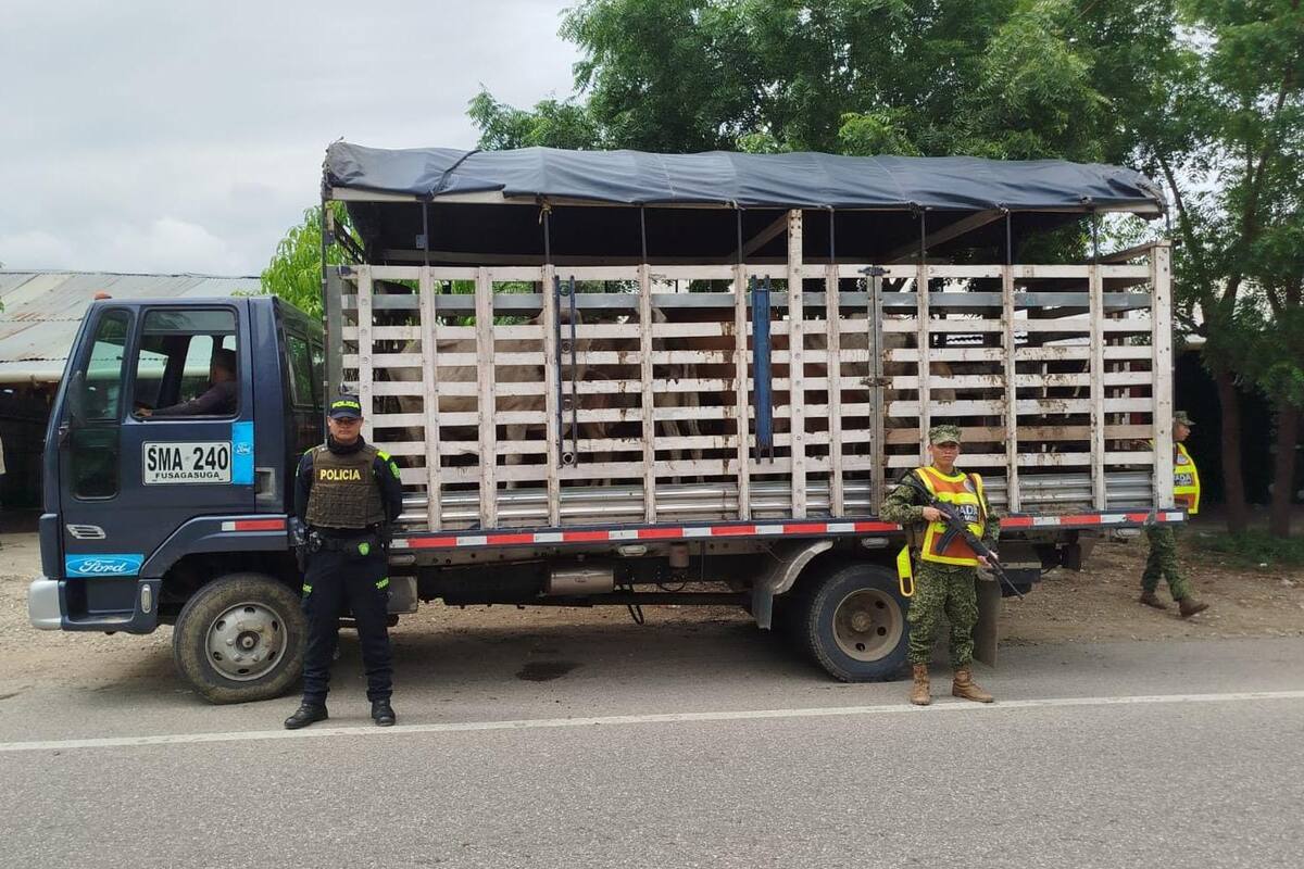 Policía de Bolívar incauta 25 reses transportadas ilegalmente