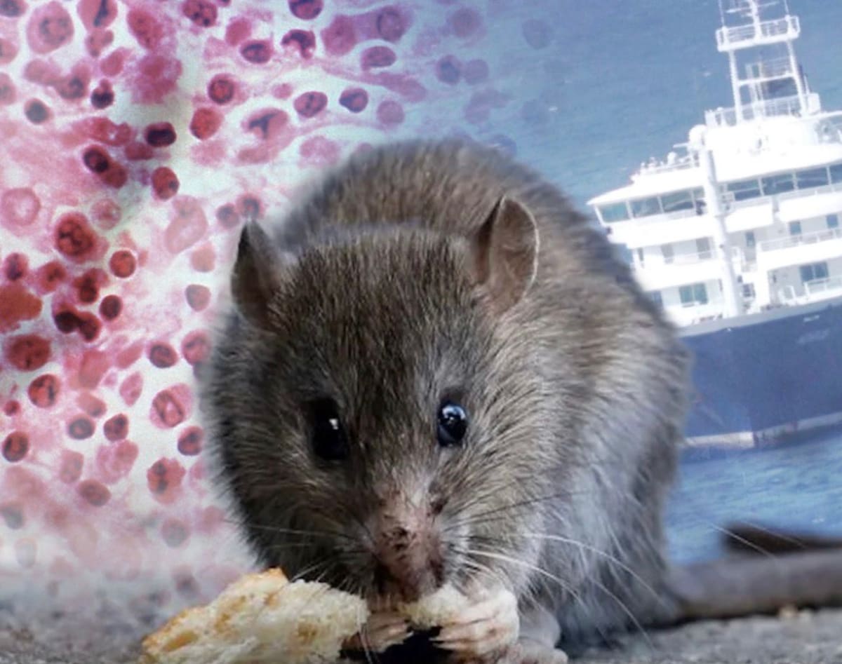 El hantavirus es una familia de virus compuesta por al menos 38 especies reconocidas // Vanguardia.