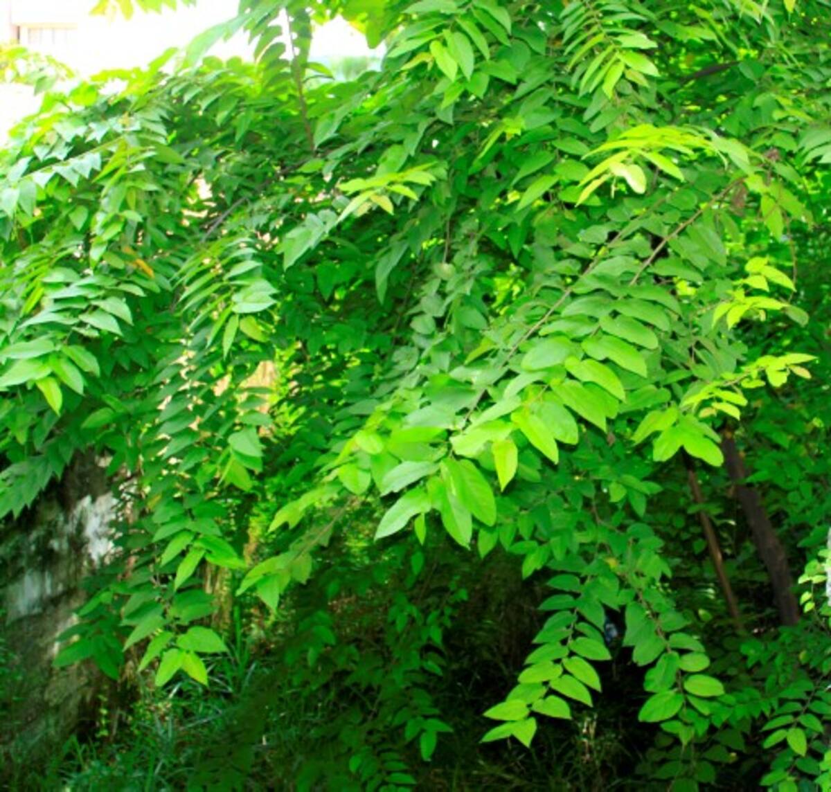 La Secretaría del Foro de las Naciones Unidas sobre los Bosques (FNUB) será el centro de coordinación designado para la puesta en práctica del Año Internacional de los Bosques. ARCHIVO
