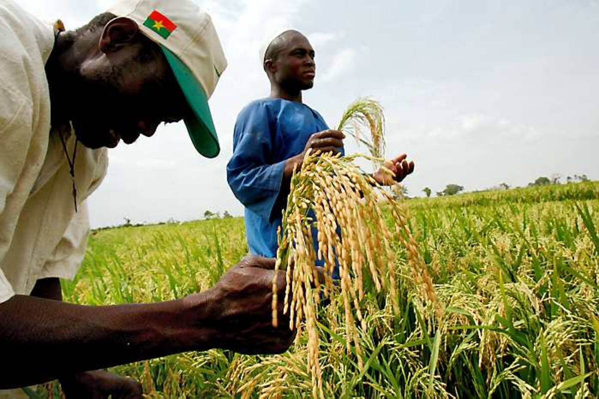 TO GO WITH AFP STORY "Burkina-alimentation-pauvreté-inflation-riz"
Farmers hold ears of Nerica rice (New rice for Africa) on April 23, 2008 near Fada Ngourouma, in the region of the dam of Bagre, eastern Burkina Faso. Some 2000 farmers of the Bagre region expect a government aid to reach rice self-sufficiency and deal with the raise of prices around the country. AFP PHOTO / ISSOUF SANOGO