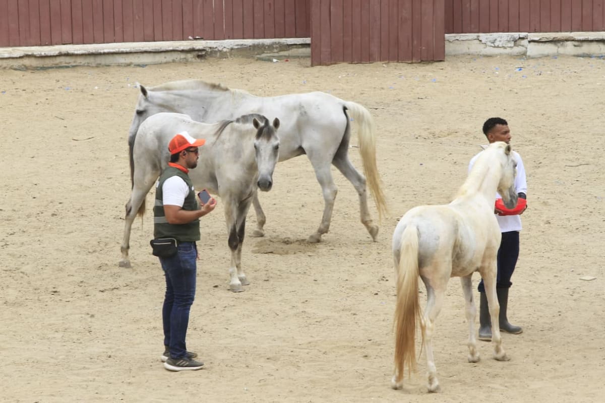 La Alcaldía de Cartagena mantiene un control riguroso sobre cada entrega de los antiguos caballos cocheros. // Foto: Julio Castaño.