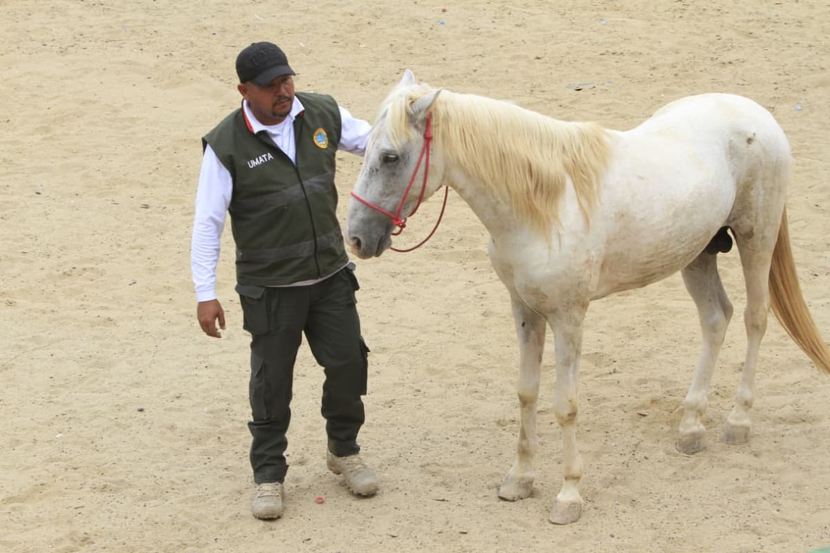 La Plaza de Todos continuará funcionando como espacio de resguardo temporal para los antiguos caballos cocheros que aún no han sido entregados. // Foto: Julio Castaño.