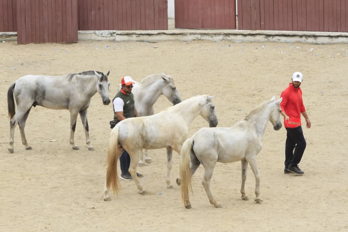 Caballos cocheros de Cartagena tienen nuevo hogar: 39 equinos adoptados