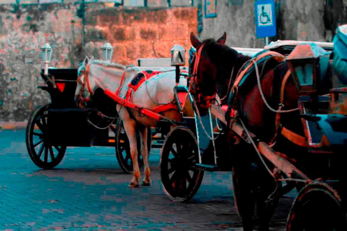 Procuraduría pide tomar medidas para la protección de los caballos cocheros