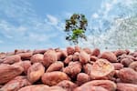 Abren convocatoria para el Concurso Nacional de Cacao de Excelencia