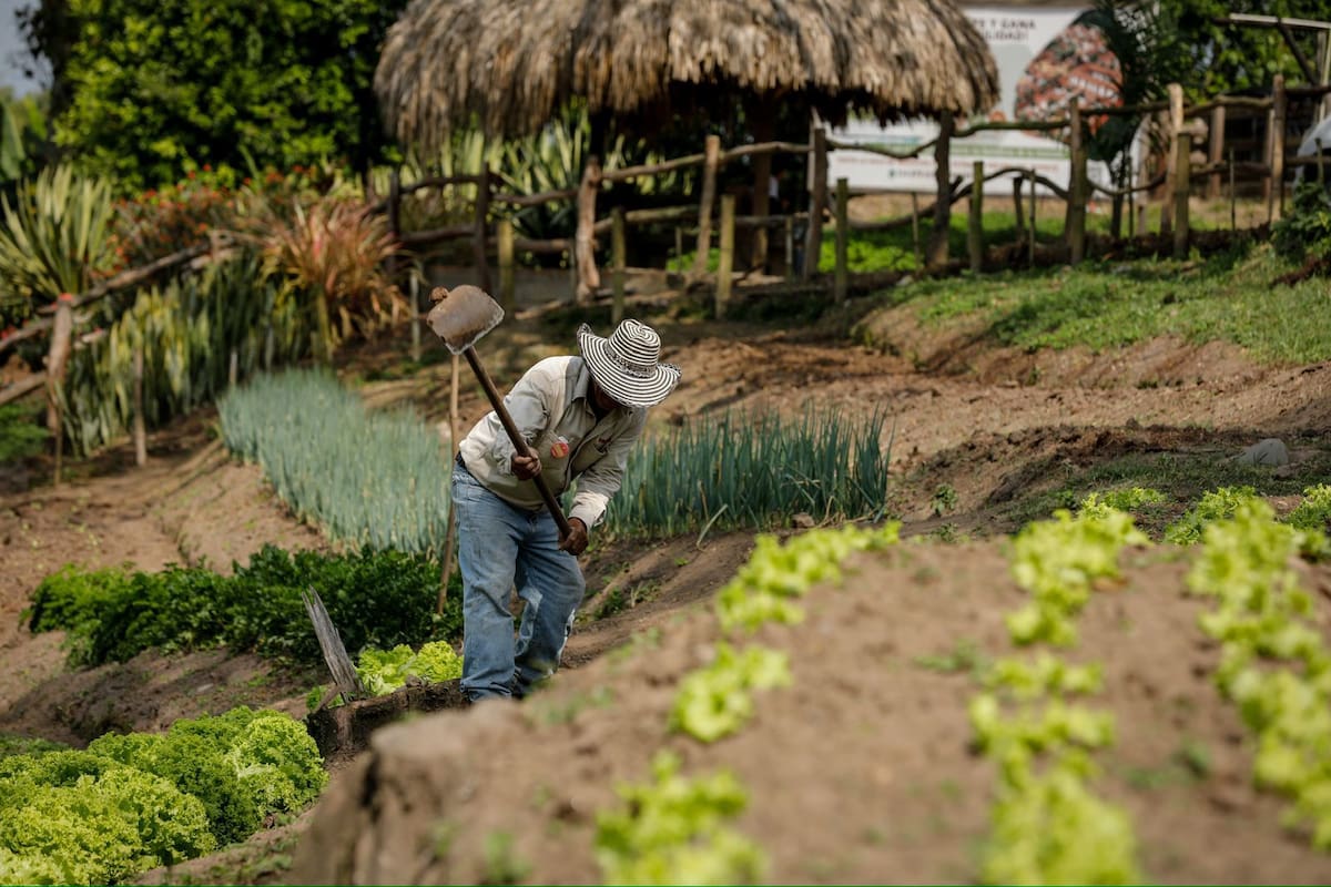 Campesinos SENA lideran vacantes con saberes del campo ancestral