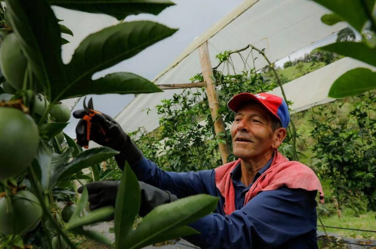 Las áreas con mayor demanda de contratación son: Básico en Agricultura Ecológica, Cría de gallinas ponedoras con alimentación alterna para huevos semicriollos y Construcción de pavimento con placa huella en vías terciarias. // Foto: Cortesía - SENA