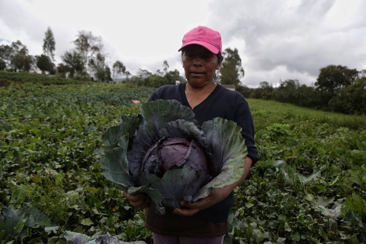 Día del campesino: 53,4% de la población campesina trabaja por cuenta propia