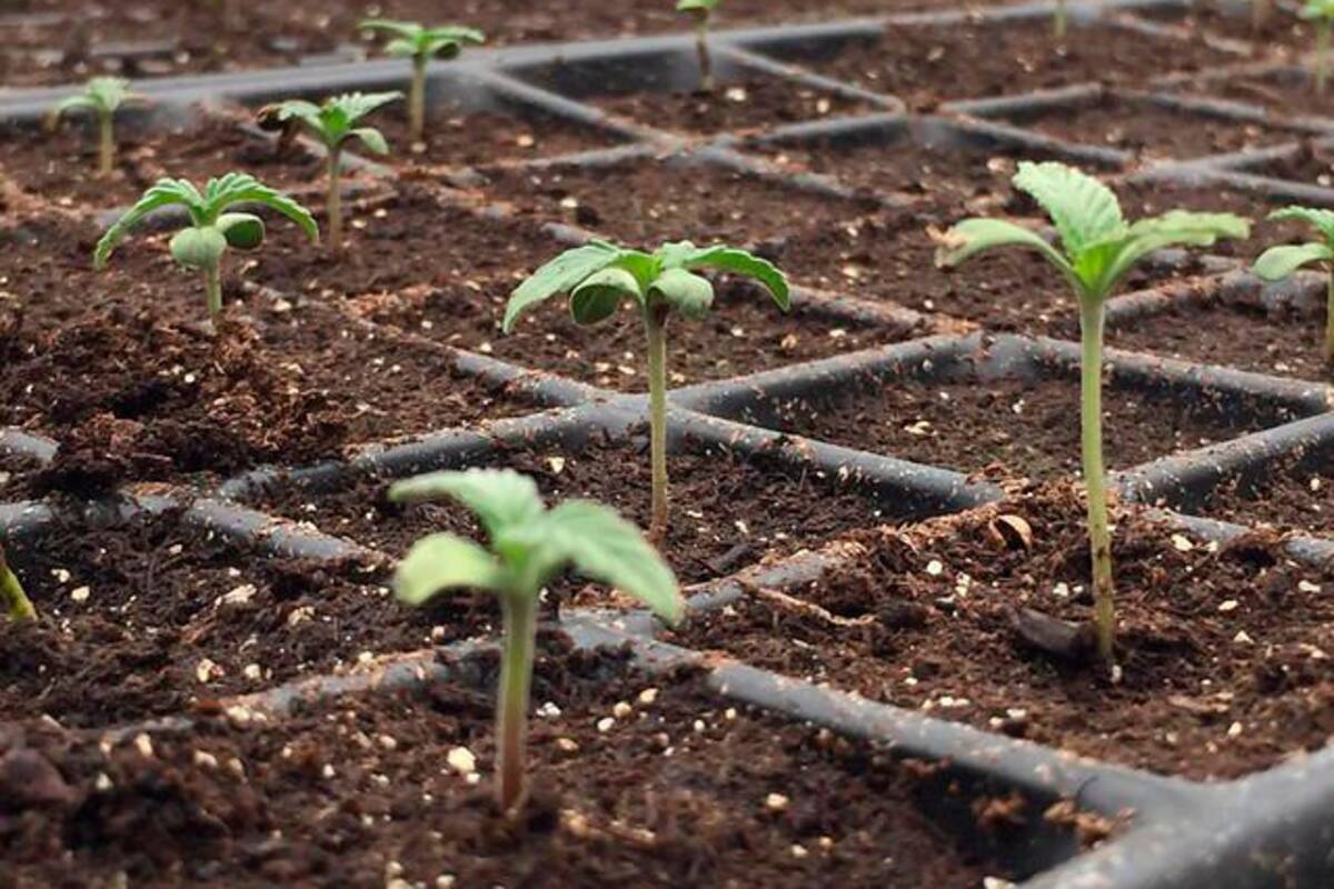 Listo proyecto de decreto que reglamenta exportación de semillas de cannabis