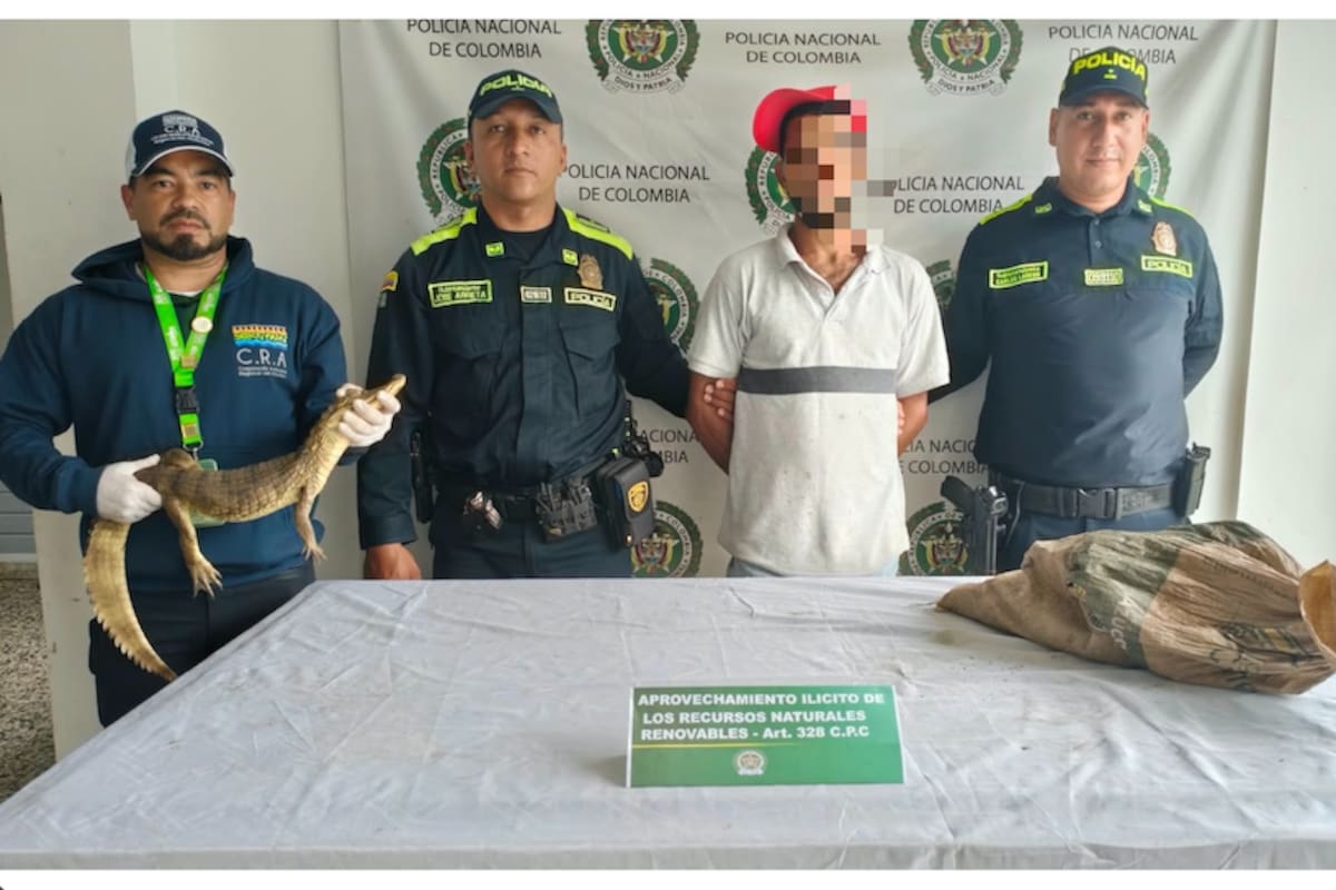 Capturada persona a la que le encontraron en su poder 13 babillas “Caimán Crocodilus”