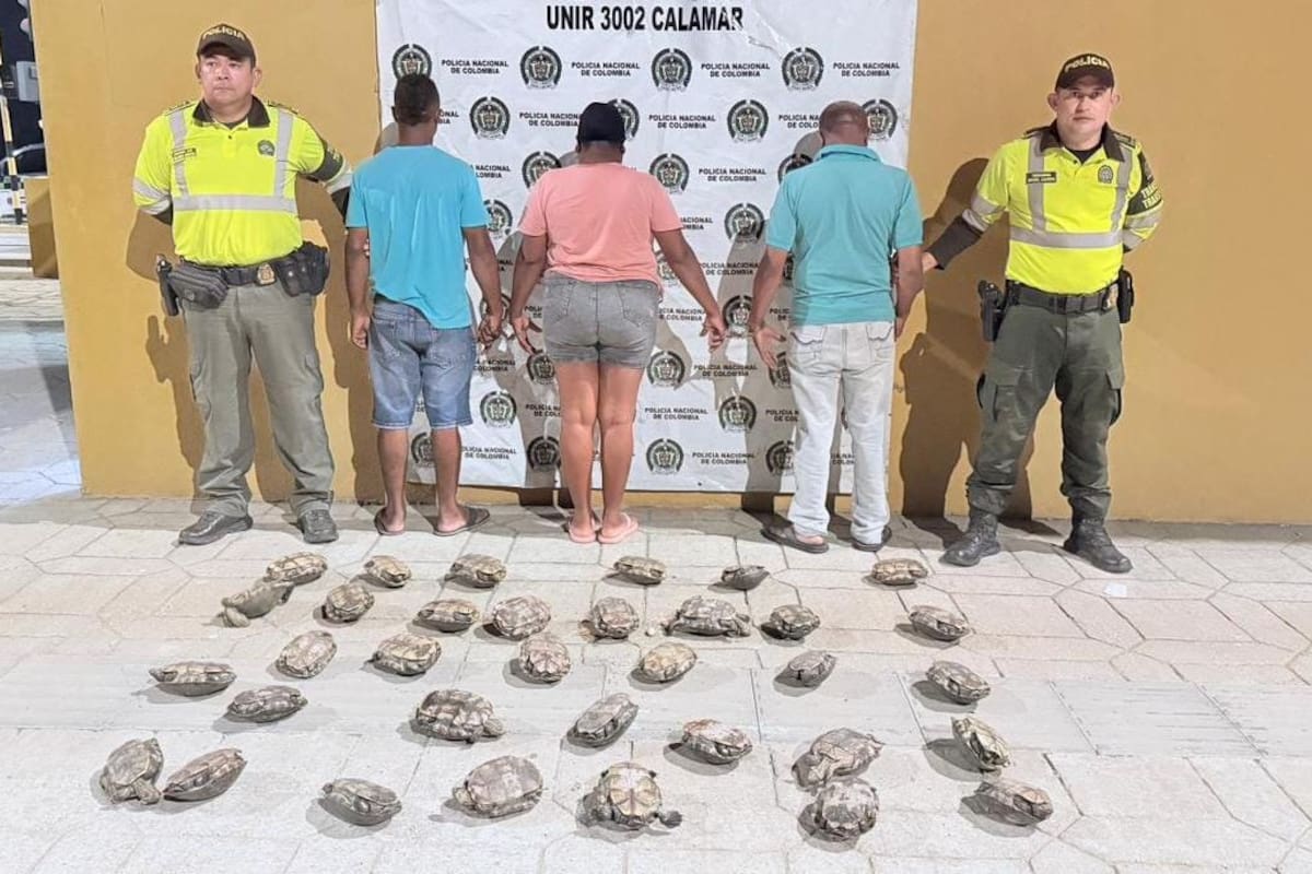 Capturan a tres personas que transportaban 34 hicoteas rumbo a Cartagena