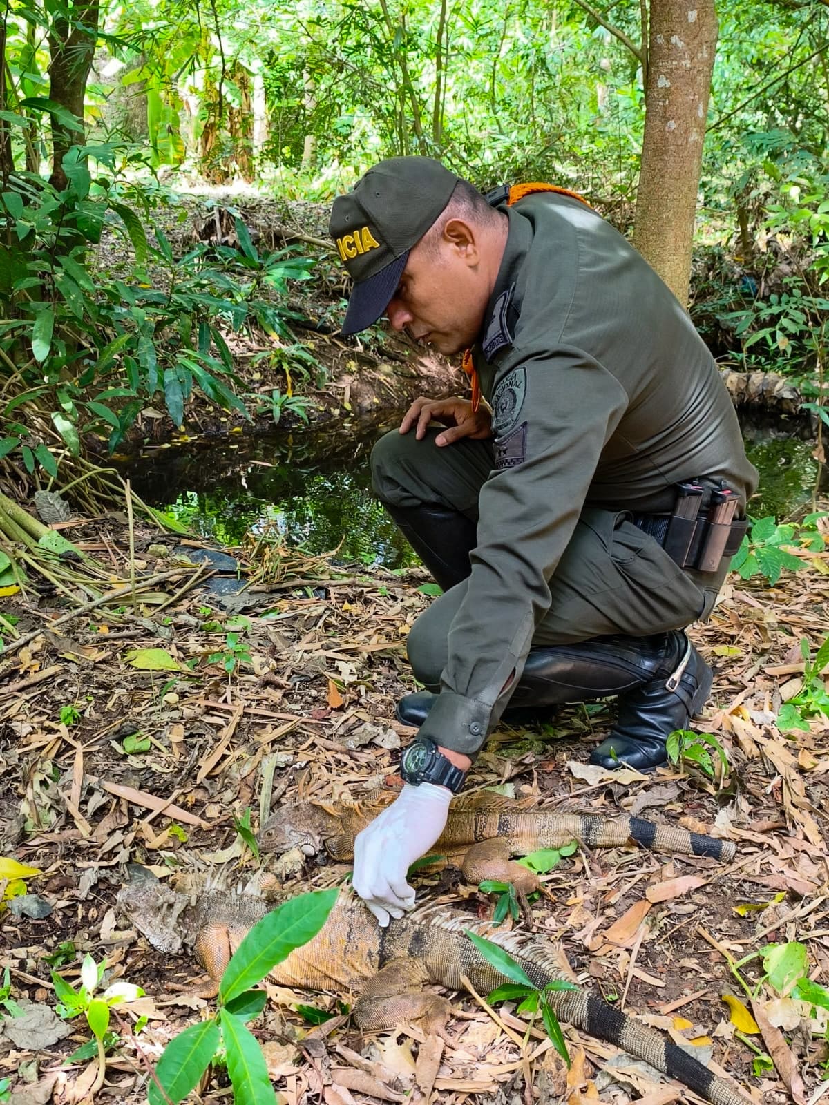 Cartagena refuerza la protección de la fauna silvestre con reubicación de animales. // Foto: cortesía - Policía Nacional