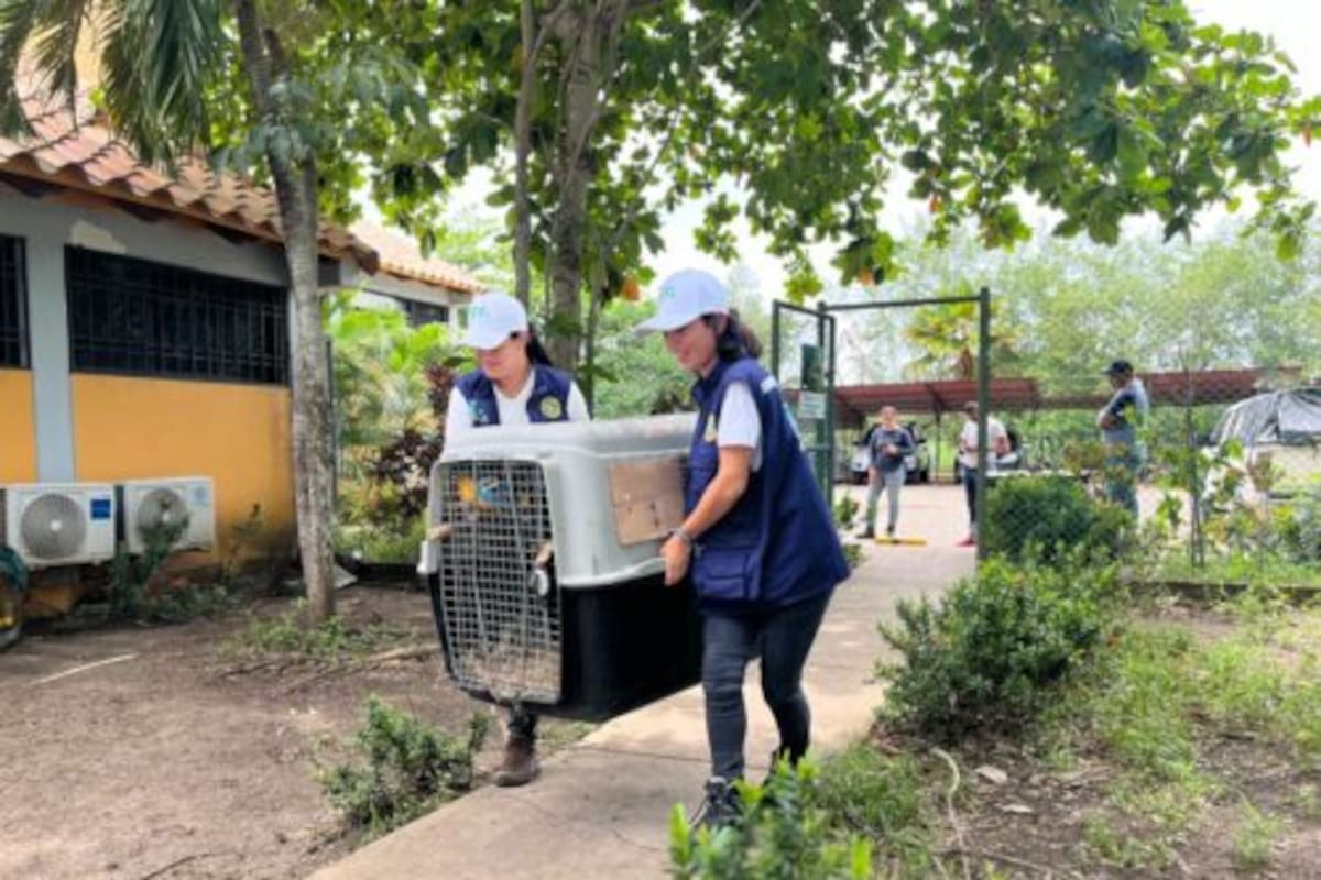 Fauna silvestre: los animales que han sido atendidos por el CAV en 2026