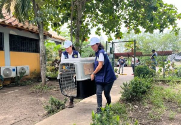 Fauna silvestre: los animales que han sido atendidos por el CAV en 2026