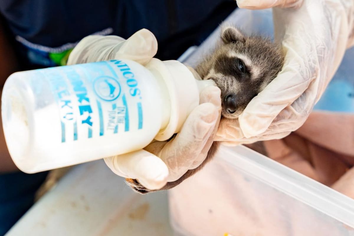 CAV de Cartagena atendió más de 2.600 animales silvestres en 2025