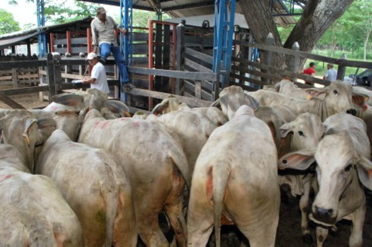 Subastar tiene todo coordinado con el Comité de la Feria Ganadera para la realización de varios remates en el tradicional certamen de los cordobeses.