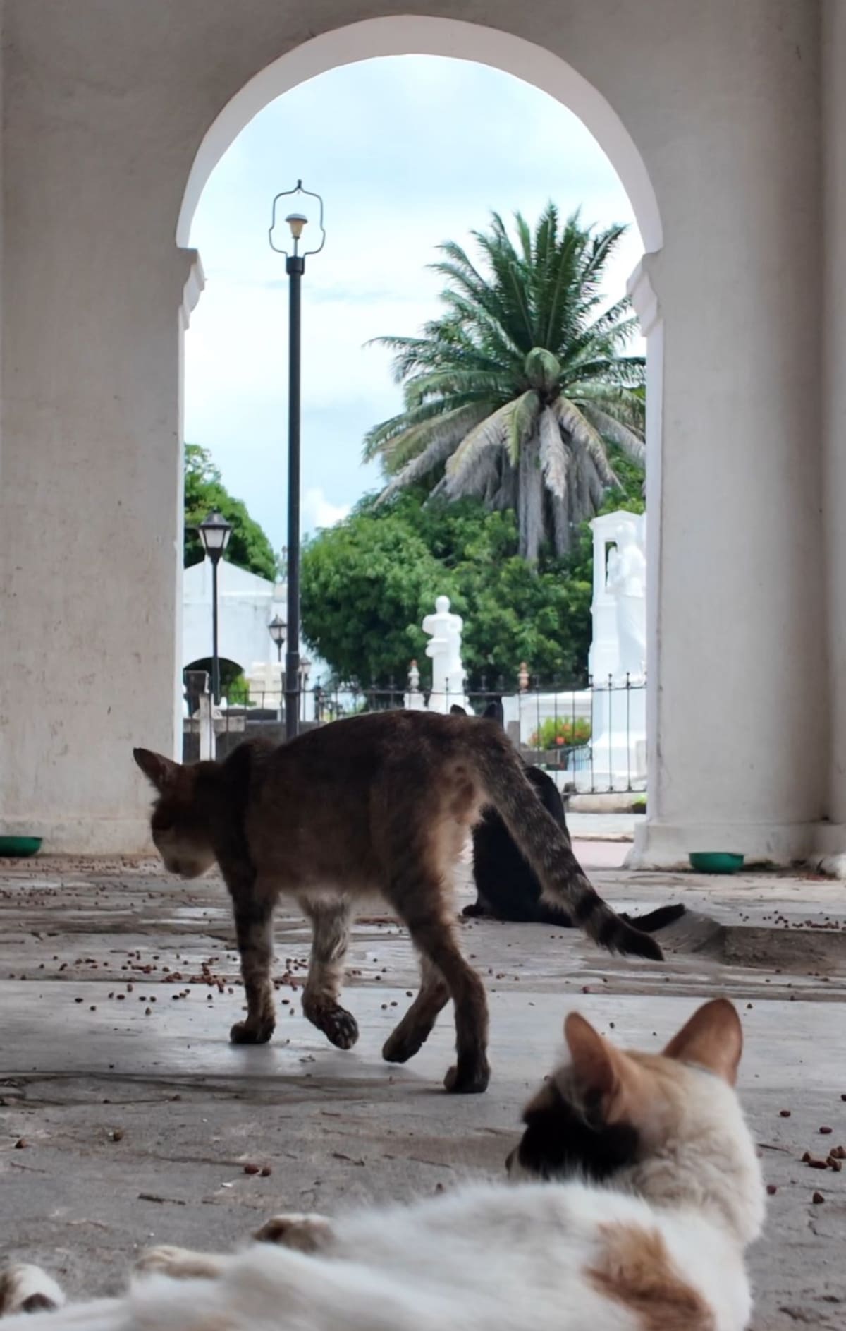 Cementerio de los gatos. // Foto: cortesía