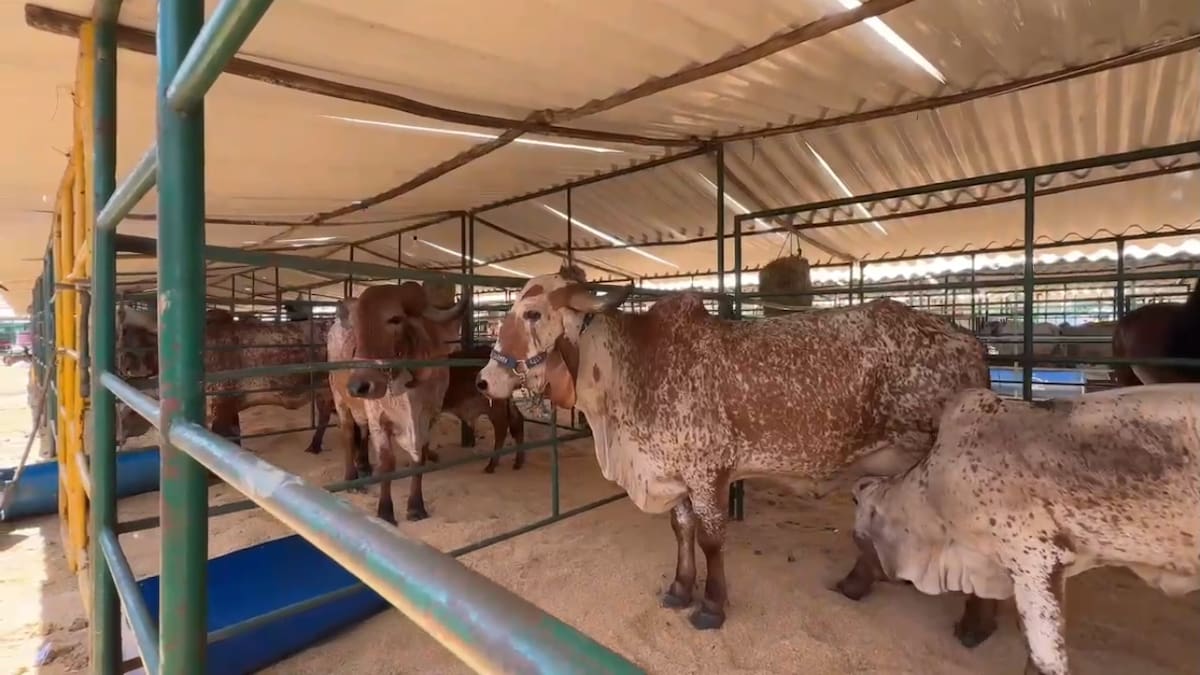 Con más de 1.000 animales inscritos, AgroBolívar se consolida en Magangué.// Foto: cortesía