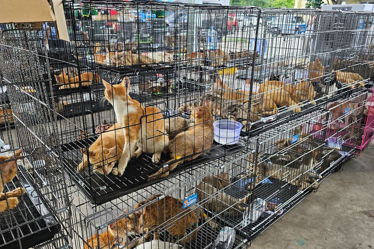 Rescatan a 400 gatos antes de que fueran vendidos para comer