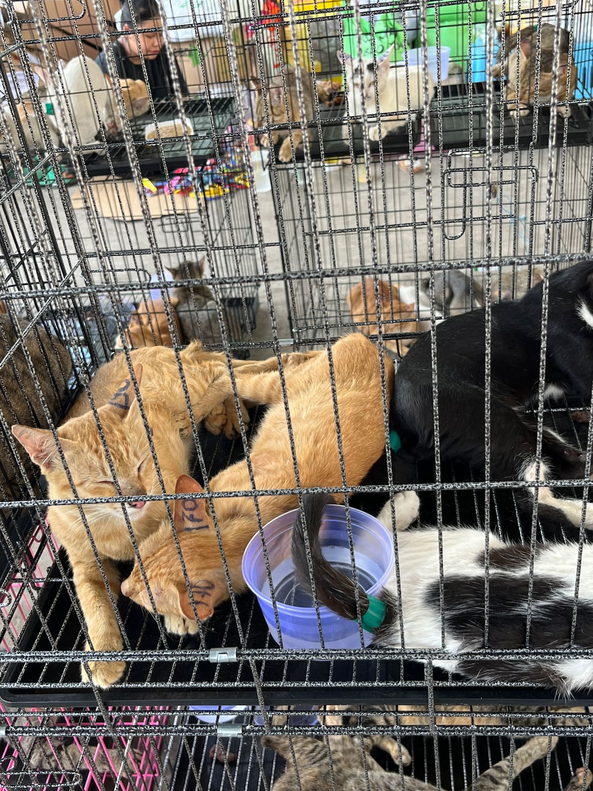 El Zoológico de Saigón ha difundido fotografías de gatos rescatados durante la redada de la semana pasada. //EFE/ ONG HUMANE WORLD FOR ANIMALS VIETNAM.