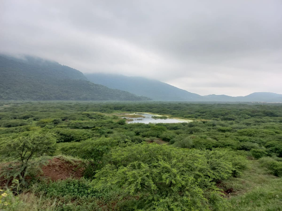 Áreas de conservación de Cerrejón en La Guajira. // Foto: Colprensa - Cerrejón