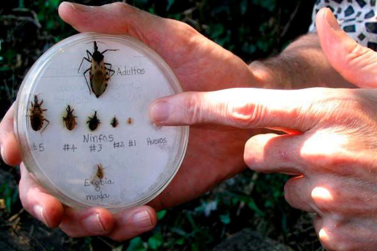 La enfermedad del sueño, la condición causada por una mosca africana