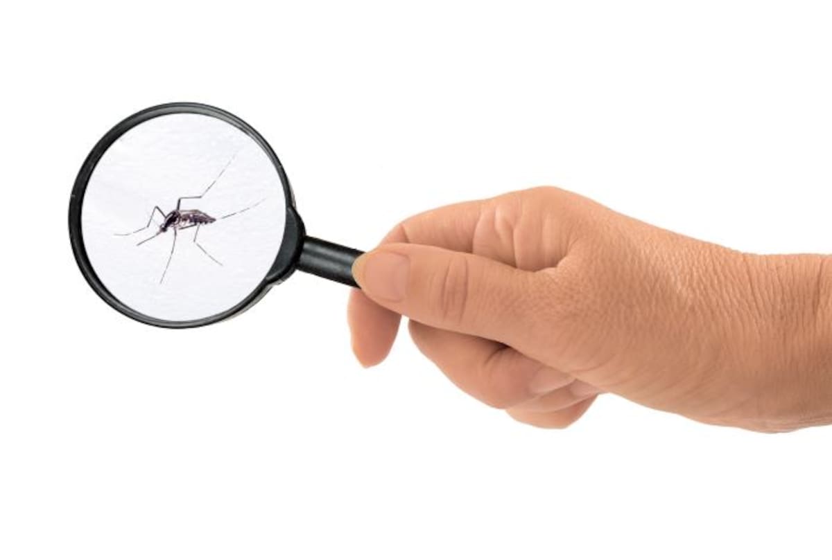 El repelente sigue siendo un método de prevención viable. 123 RF