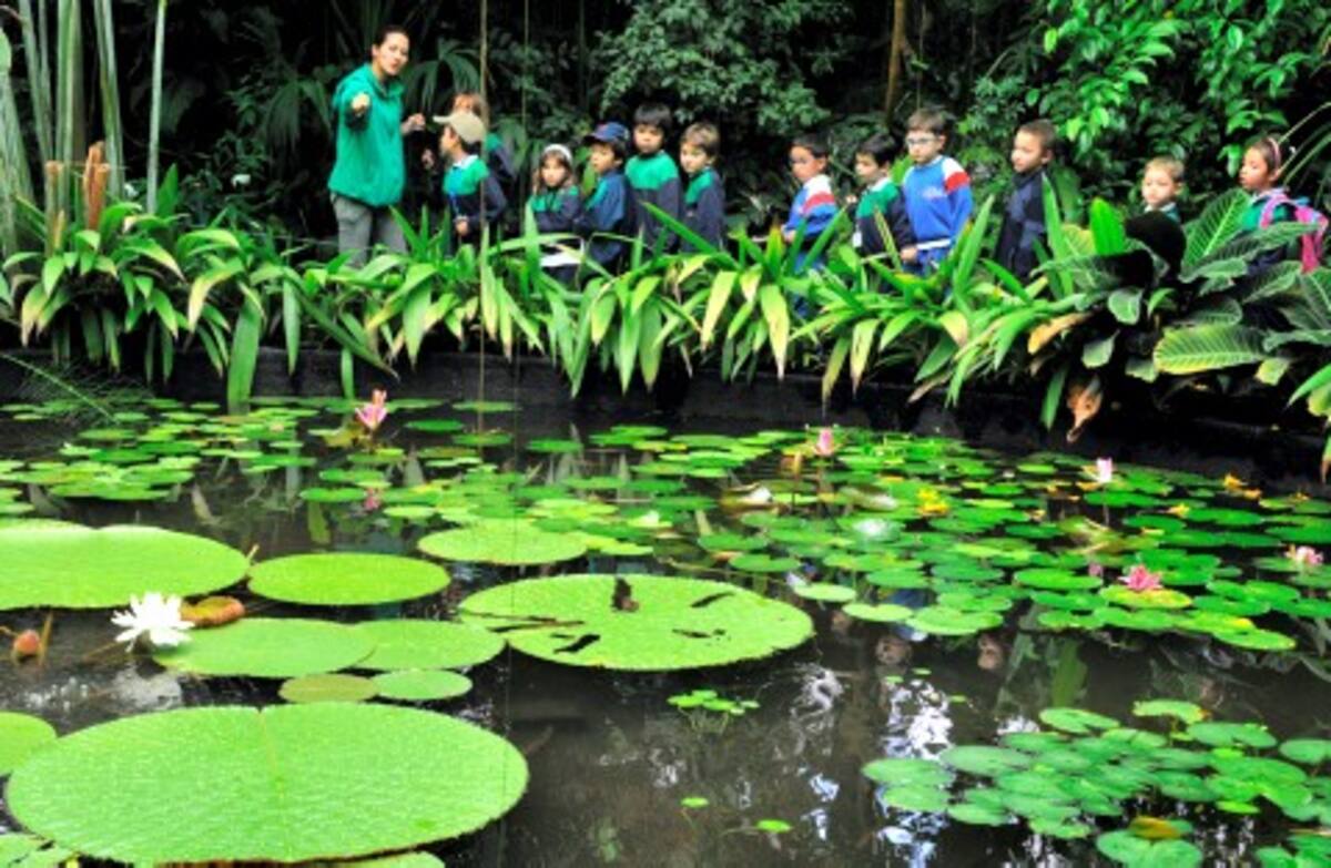 La planta, originaria del Amazonas, floreció en la fria Bogotá.