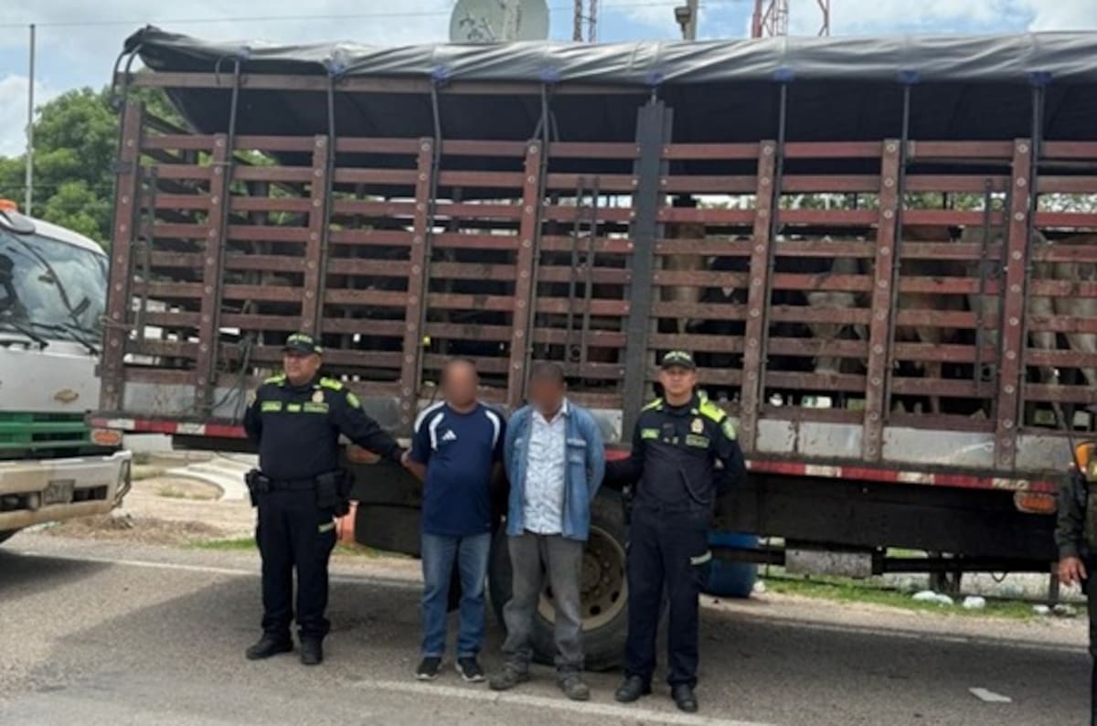 Cinco personas fueron capturadas y cuatro vehículos quedaron incautados durante los procedimientos realizados para recuperar el ganado. //FOTO: POLICÍA METROPOLITANA DE VALLEDUPAR.