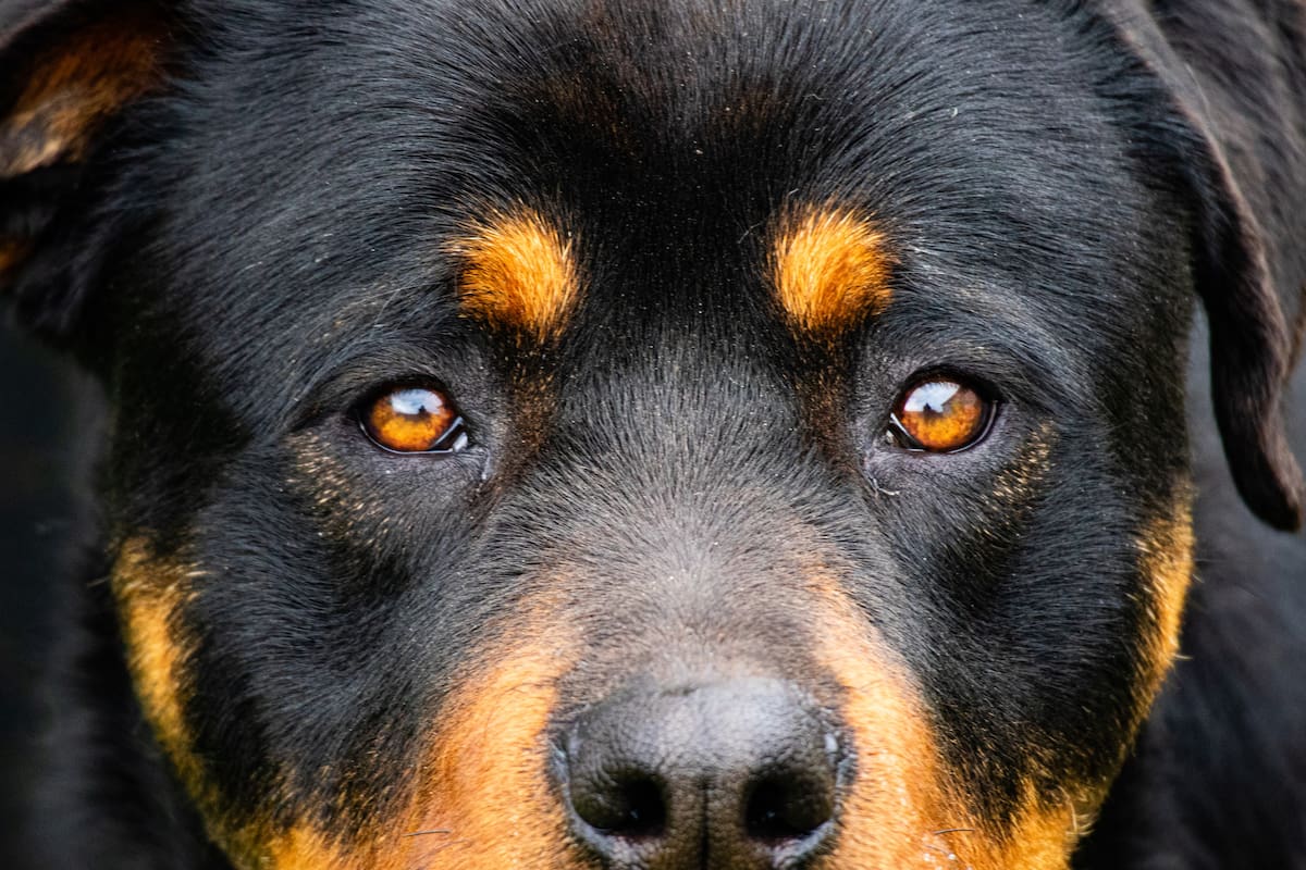 14 razas de perros potencialmente peligrosas en Colombia: castigo para dueños negligentes