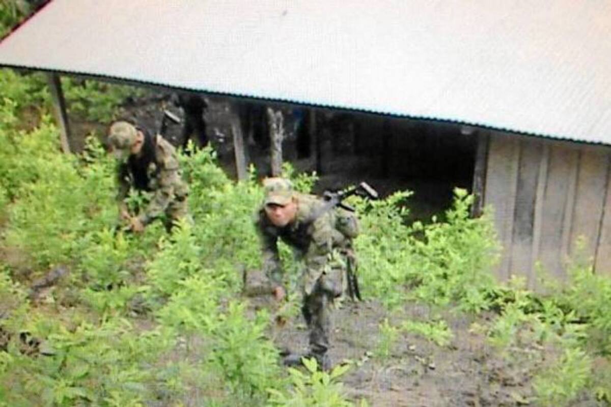 28 de octubre de 2012 / Bucaramanga
En los operativos adelantados de las tropas no hubo capturas. Sin embargo, el Ejército procedió a la destrucción controlada de estas matas y la construcción.
Colprensa