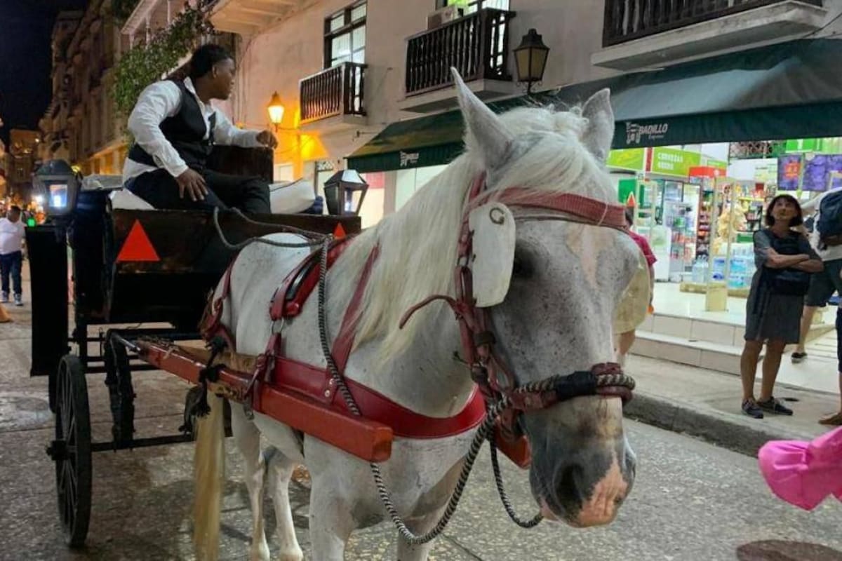 Procuraduría respalda demanda de Dumek Turbay contra los Vehículos de Tracción Animal