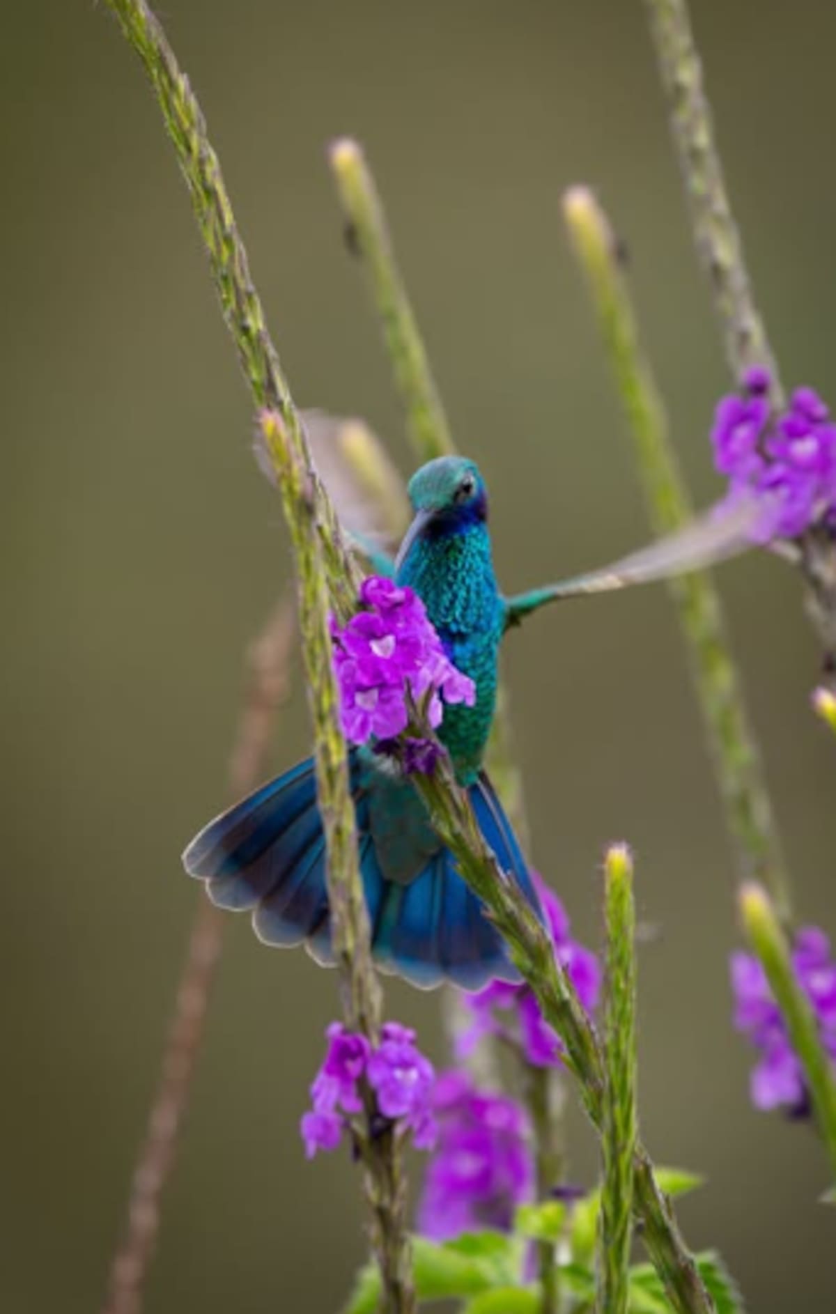 Colibrí chillón. //@luma123aves
