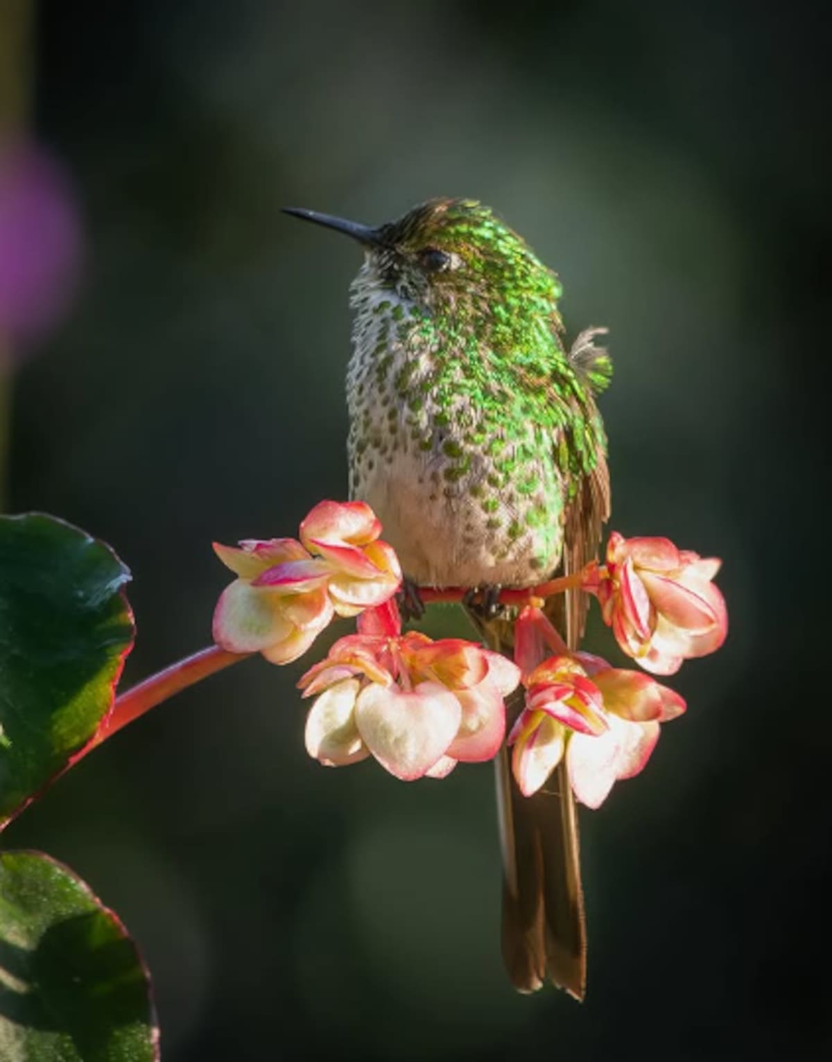Colibri Lesbia Nuna. //@elnarradordefotos