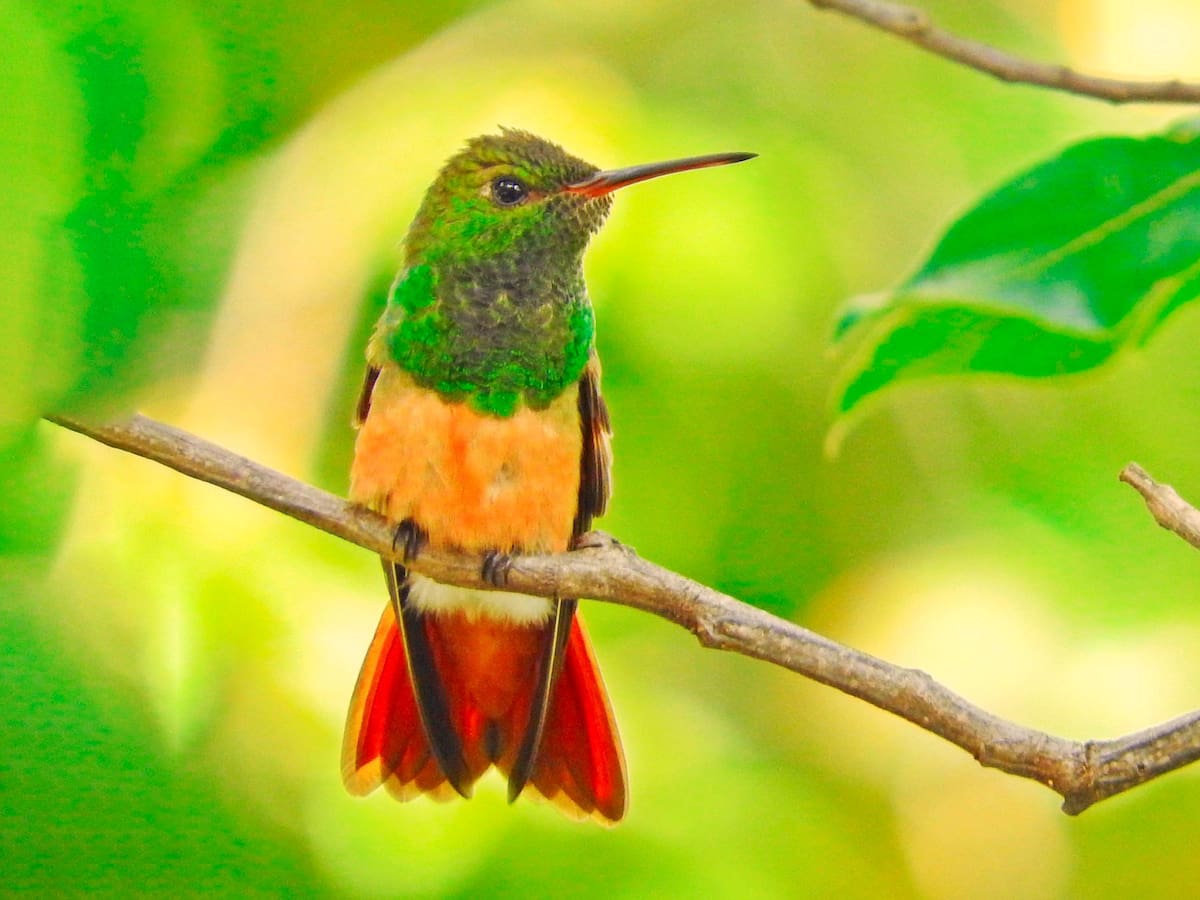 Los colibríes hacen parte del ecosistema de esta región // Pixabay.