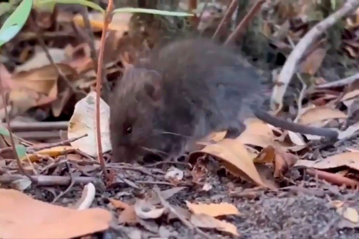 Ratón colilargo, conocido popularmente como por su larga cola, el Oligoryzomys longicaudatus es un pequeño roedor silvestre de color café claro, que vive principalmente en Chile y el sur de Argentina y que es el principal transmisor de la cepa Andes, la variante de hantavirus responsable del brote en el crucero MV Hondius.
Foto: EFE/ Facultad de Ciencias Veterinarias y Pecuarias de La Universidad De Chile.