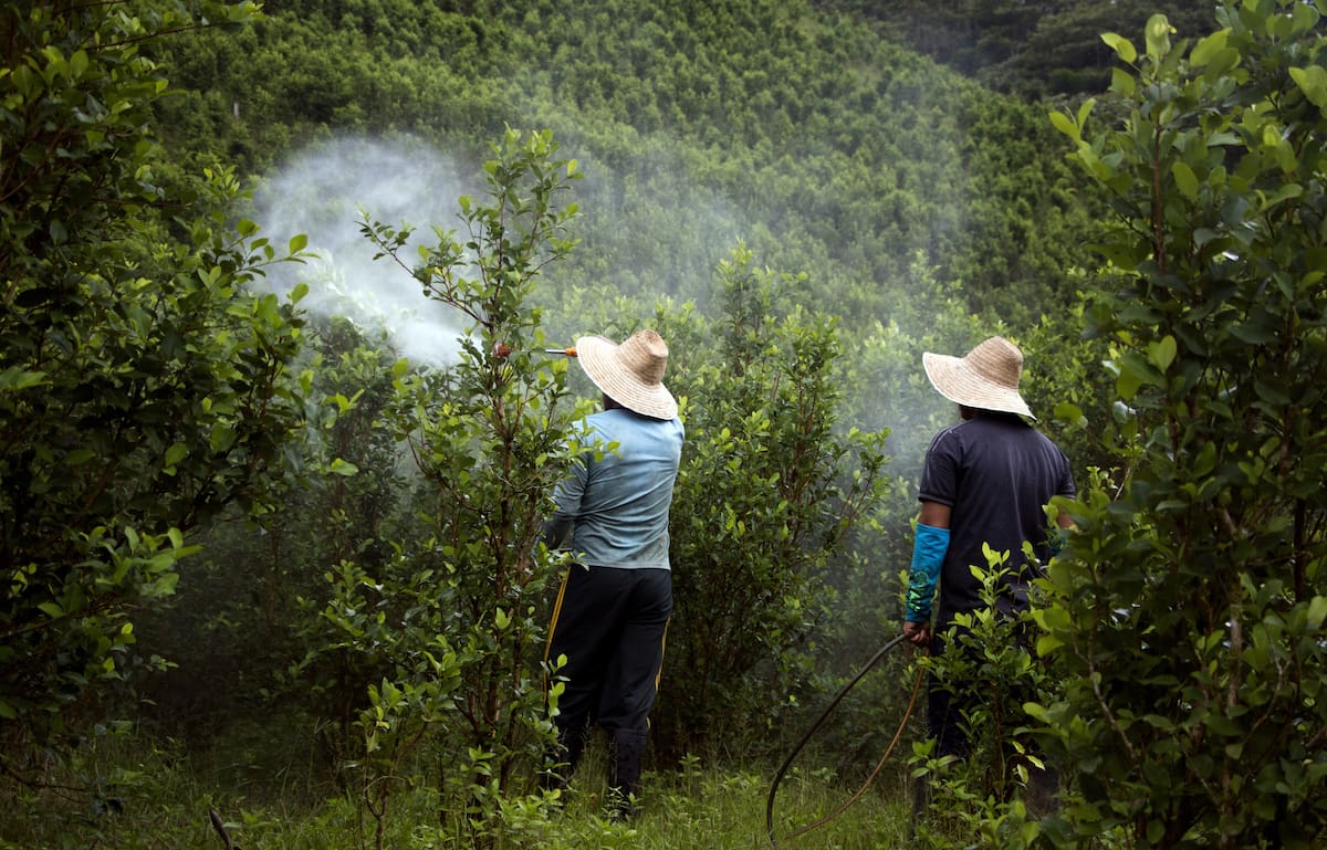 El Gobierno de Abelardo de la Espriella contempla la utilización de la fumigación aérea. // Foto: EFE - Ricardo Maldonado Rozo.