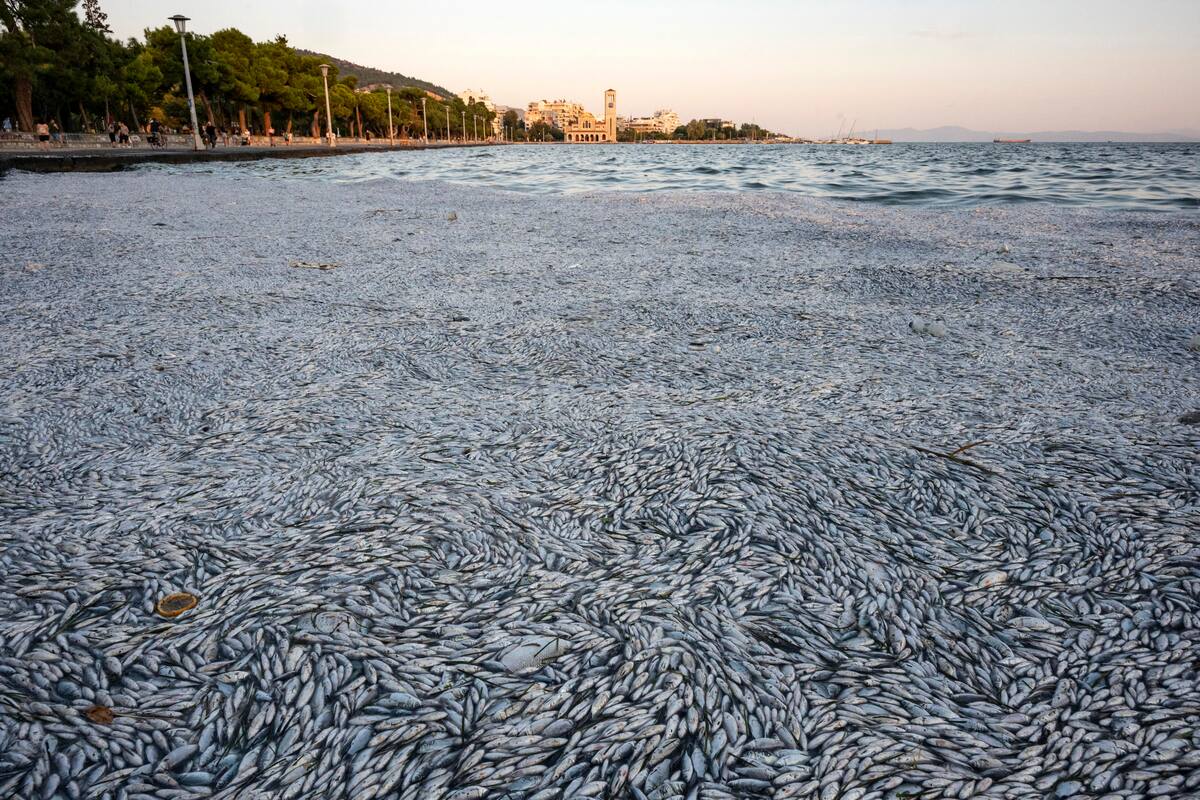 Decenas de toneladas de peces muertos aparecieron en costas griegas