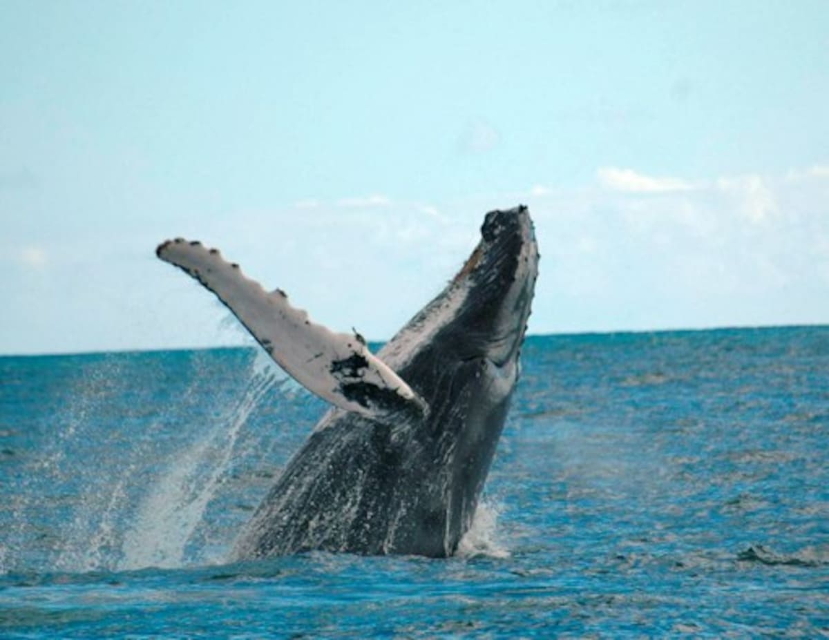 El avistamiento de ballenas es uno de los atractivos turísticos del Pacífico colombiano.