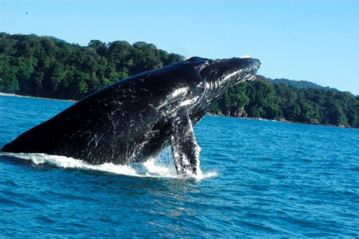 Bahía Málaga es el sitio donde las hembras yubartas paren generalmente cada dos o tres años Archivo