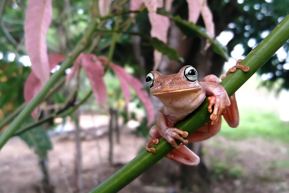 ¿Cómo tomar las mejores fotografías de la naturaleza con un celular?