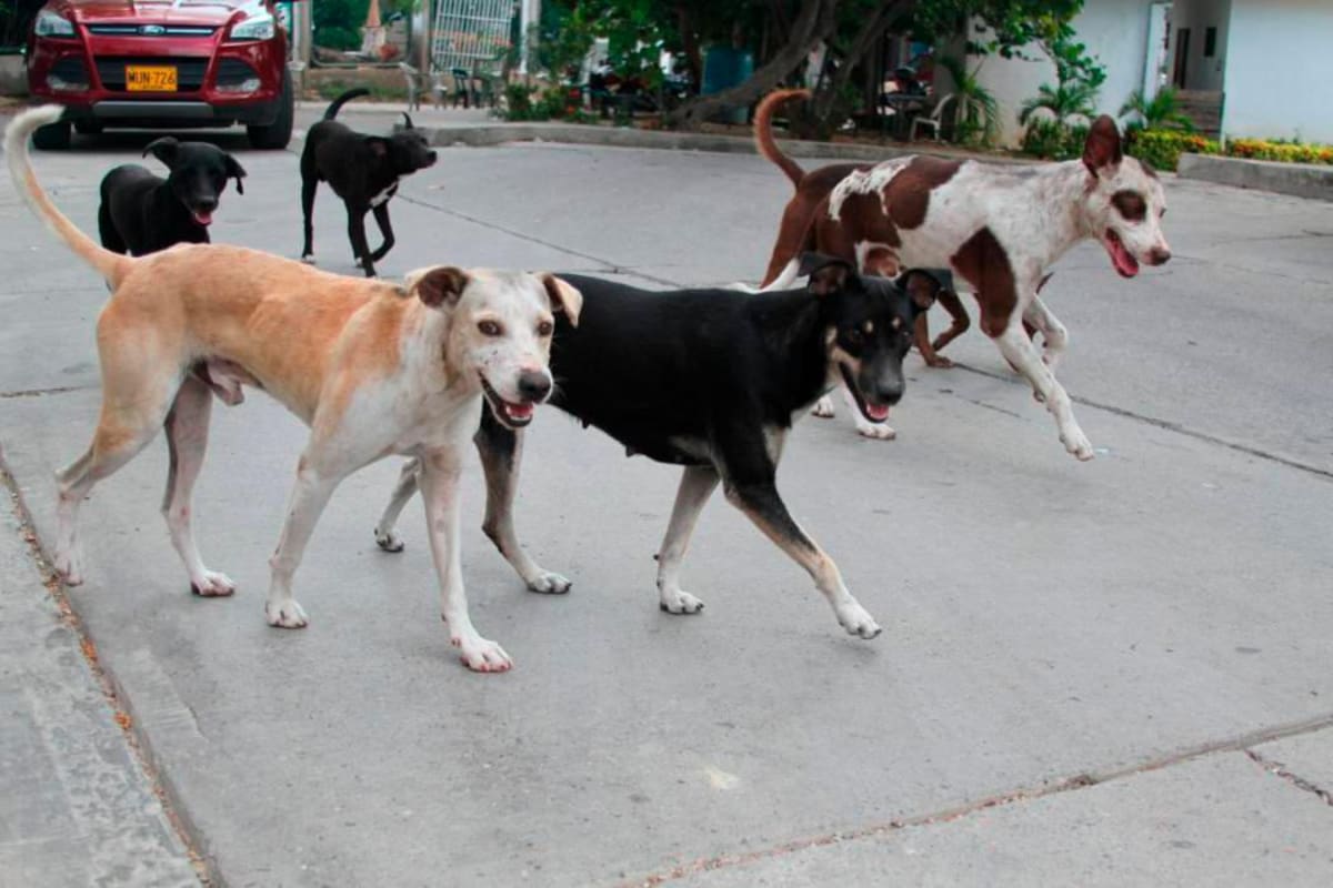 ¿En qué va la política pública de protección animal en Cartagena?