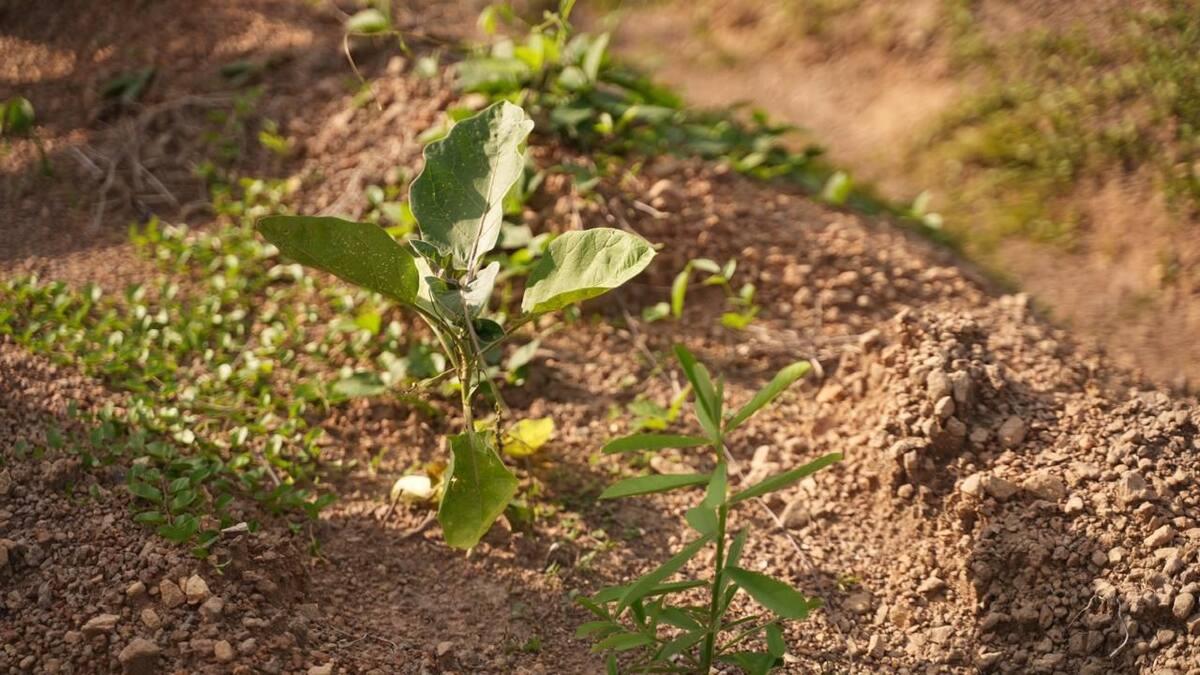 La tierra y las políticas entorno a la protección de las comunidades y los recursos tendrá un espacio importante en la conversación // Cortesía.