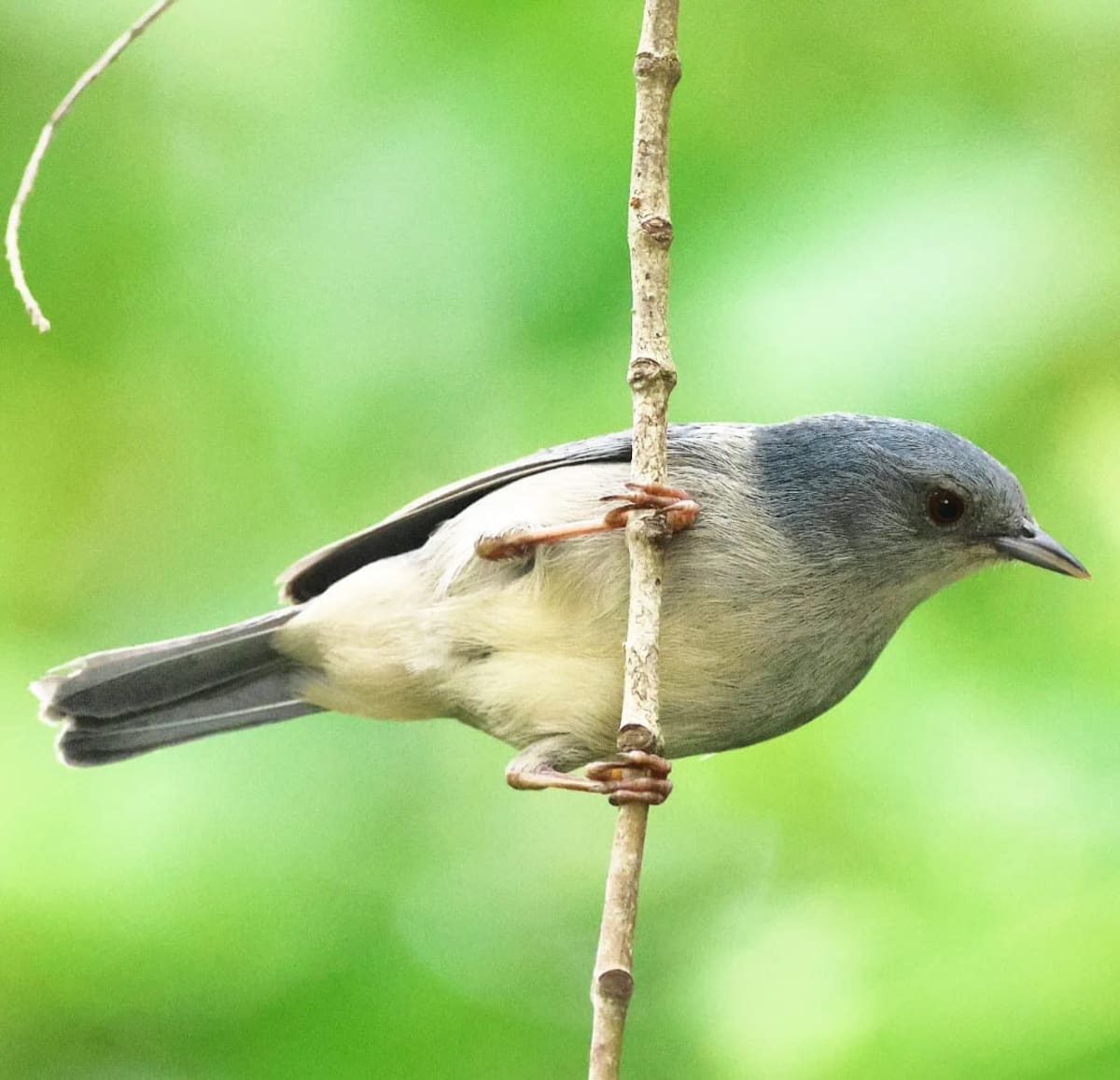 Conirostrum bicolor. // Birdingbolívar