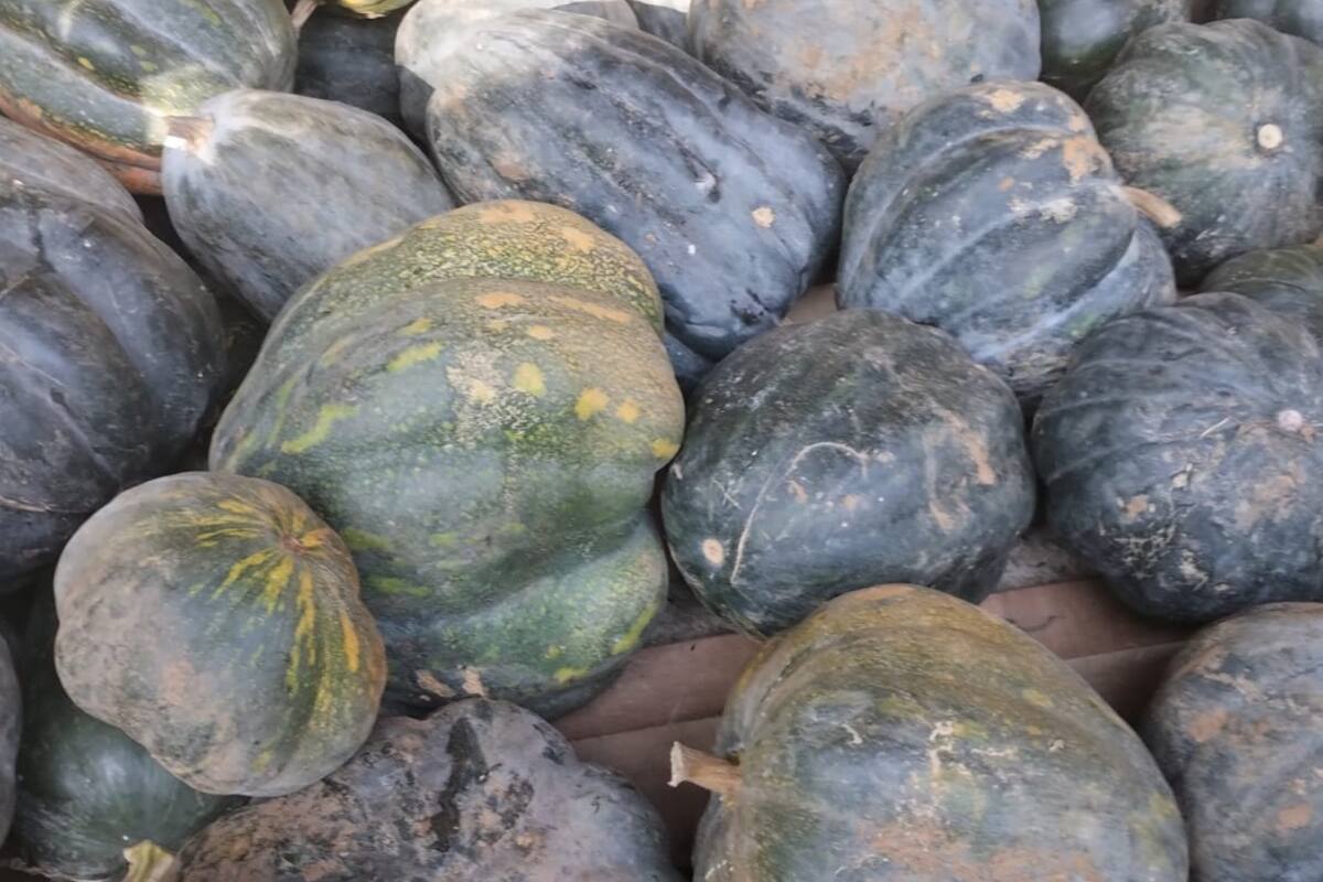 Buscan compradores para cosecha de ahuyama de campesinos “encartados” de Montes de María